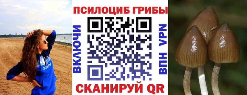 Галлюциногенные грибы Psilocybe  где найти   Отрадное 